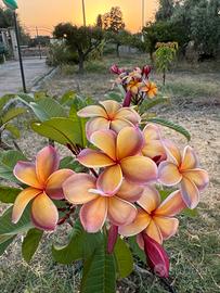 Plumerie (Frangipani), tropical flowers