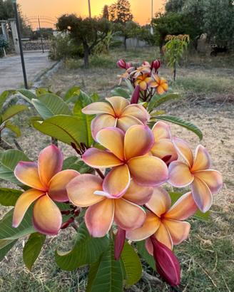 Plumerie (Frangipani), tropical flowers