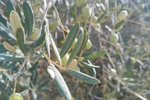 Terreno agricolo