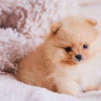 Cuccioli pomerania mini toy maschi femmine