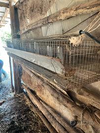 gabbie per conigli