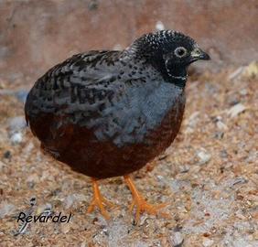 Coppie di quaglie Cinesi