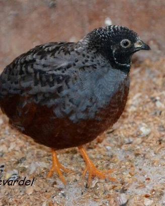 Coppie di quaglie Cinesi