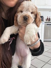 Cucciola cocker spaniel arancio roano