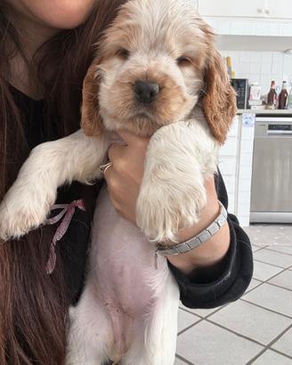 Cucciola cocker spaniel arancio roano