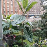 Pianta di nespolo, altezza pianta cm 70