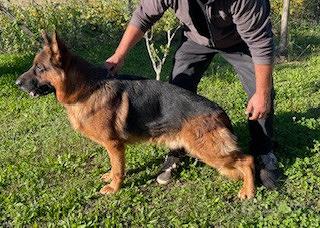 Cuccioli disponibili