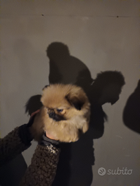 Cucciolo pechinese MASCHIO