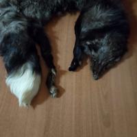 collo di volpe adulta vintage 