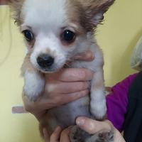 Femmina chihuahua pelo lungo