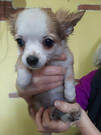 Femmina chihuahua pelo lungo