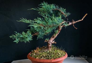 pre-bonsai ginepro 