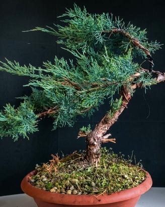 pre-bonsai ginepro 