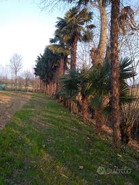 Palme camerum