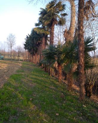 Palme camerum