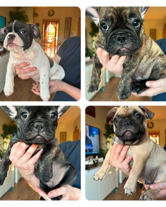 Bulldog