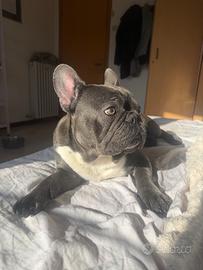 Bulldog francese