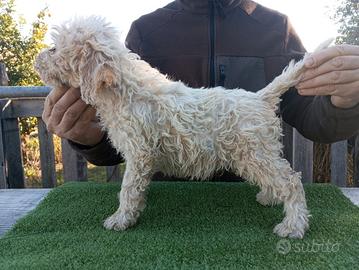 Cuccioli di Lagotto Romagnolo