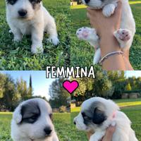 Ultime 3 cucciole cane da montagna dei pirenei