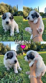 Ultime 3 cucciole cane da montagna dei pirenei