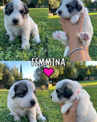 Ultime 3 cucciole cane da montagna dei pirenei