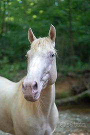 Quarter horse cremella