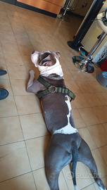 Animali