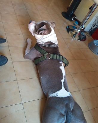 Animali