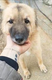 Brando/Ennio 4anni in box insieme da cuccioli BARI