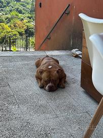 American bully