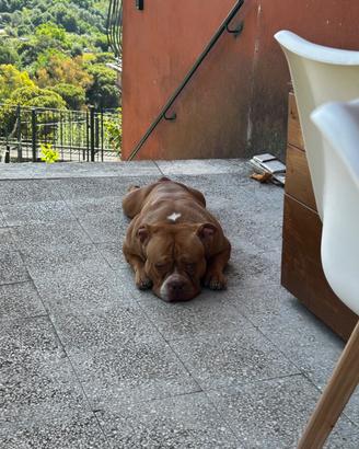 American bully