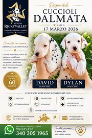 Cuccioli Dalmata