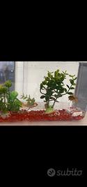 Vaschetta+pesci rossi+mangime