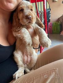 Cuccioli di cocker spaniel con Pedigree Enci
