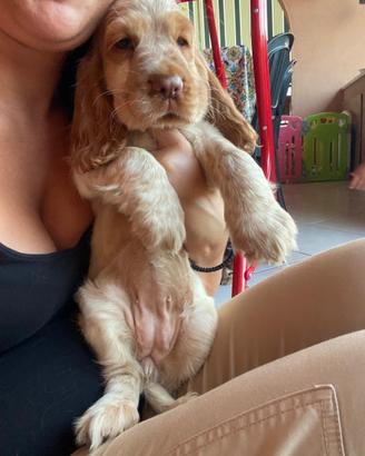 Cuccioli di cocker spaniel con Pedigree Enci