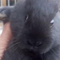 Coniglietto nero