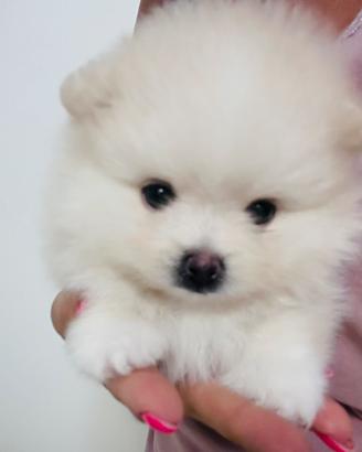 Spitz tedesco nano/ Pomerania