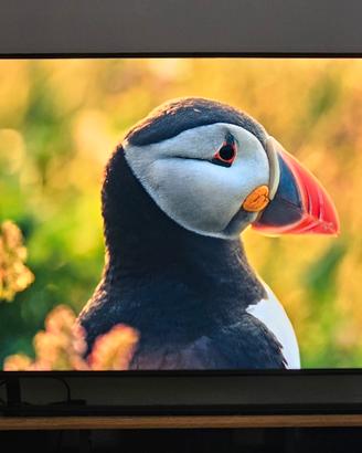 Samsung TV 4K UE50AU9070UXZ 