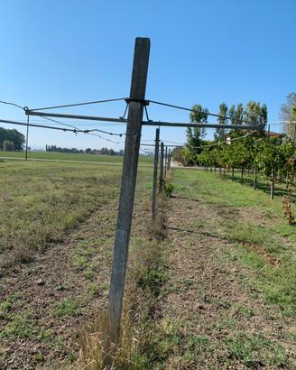 Braccetti vigneto