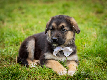 Cucciolo maschio pastore tedesco