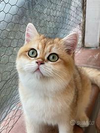British Shorthair