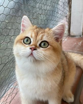 British Shorthair