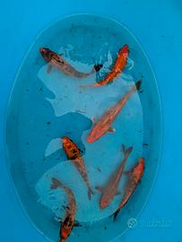 carpa Koi pesci laghetto
