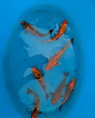carpa Koi pesci laghetto