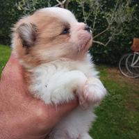 Spitz tedesco nano