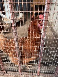 Galline ovaiole rosse