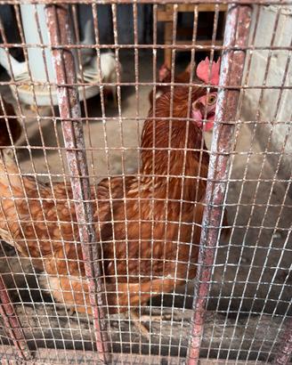 Galline ovaiole rosse