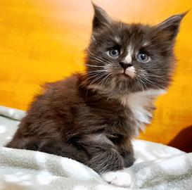 Maine coon maschio