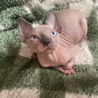 Cuccioli sphynx gatto nudo