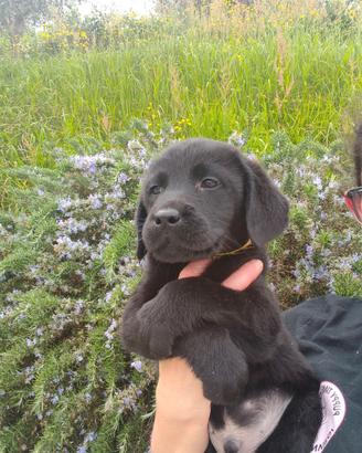 Cuccioli labrador retriever neri